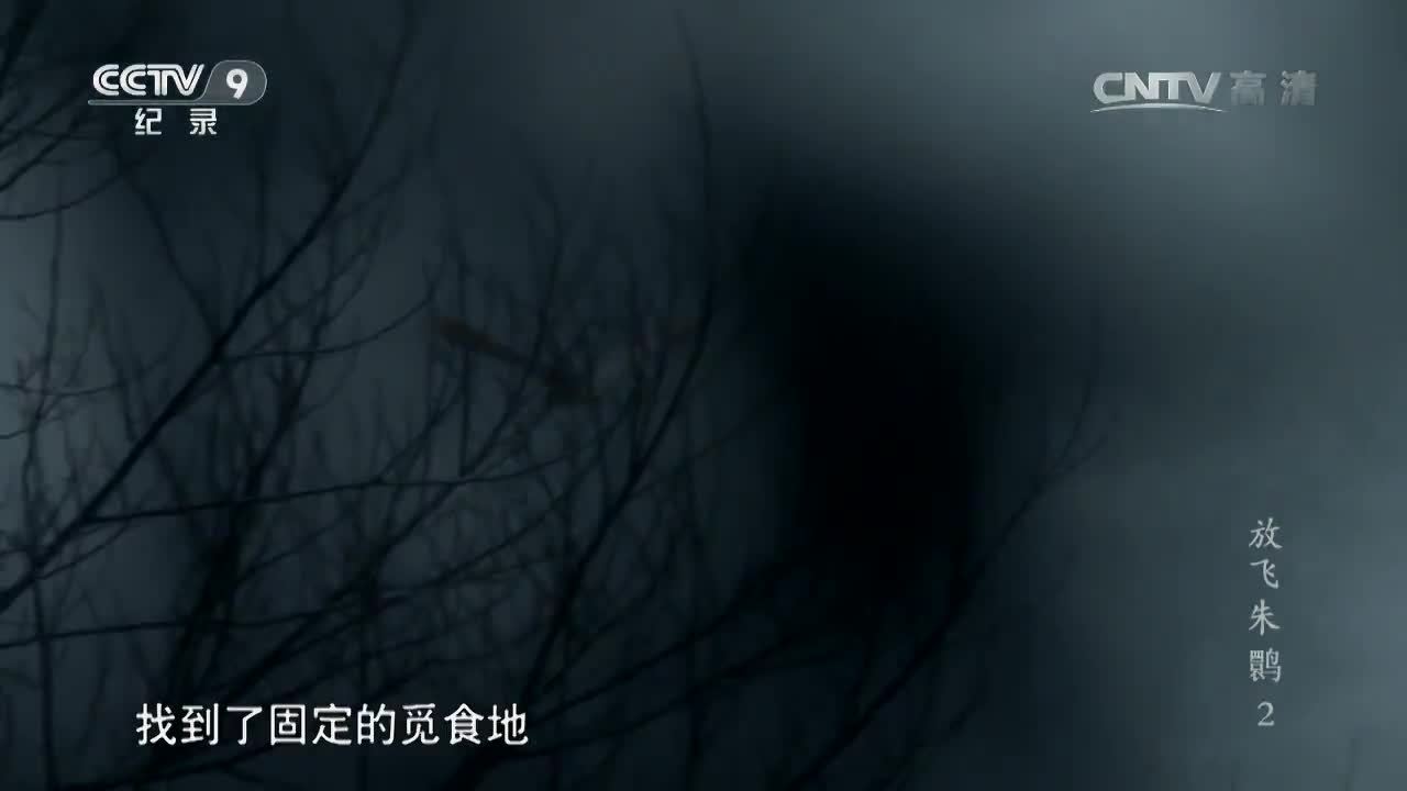 紀錄片《放飛朱鹮》第二集 謝猛配音 梵曲配音