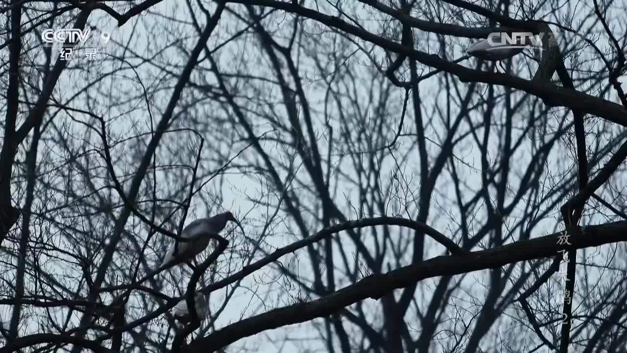 紀錄片《放飛朱鹮》第二集 謝猛配音 梵曲配音