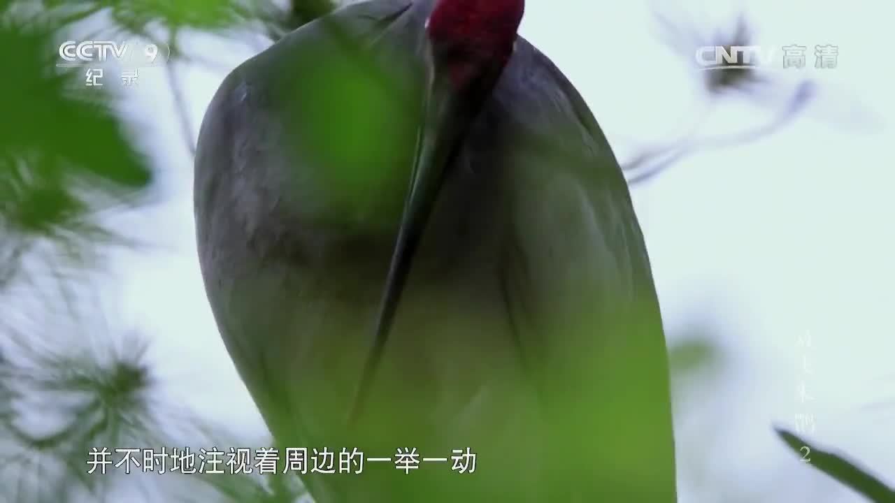 紀錄片《放飛朱鹮》第二集 謝猛配音 梵曲配音
